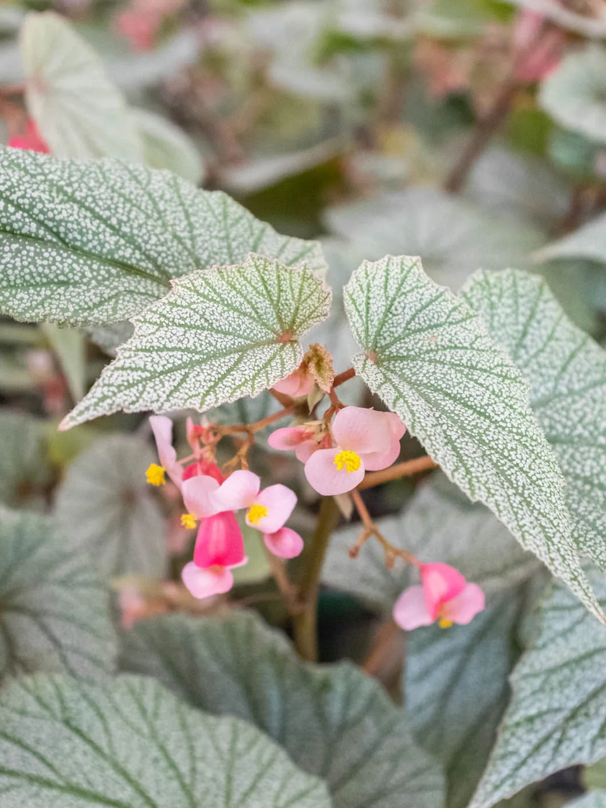 Begonia 