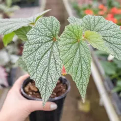 Begonia 'Frosty' — additional view
