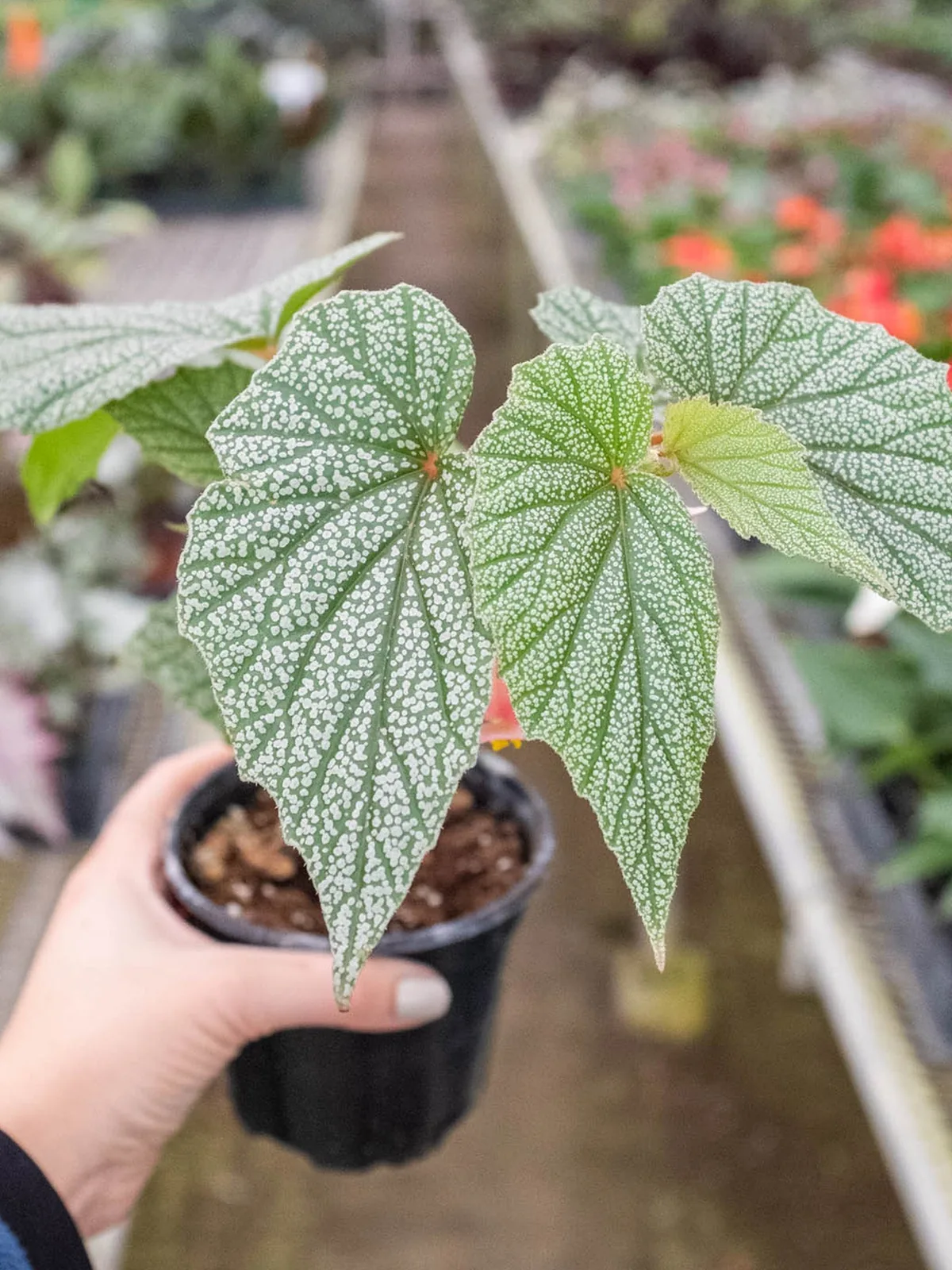 Begonia 