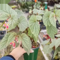 Begonia 'Frosty' — additional view