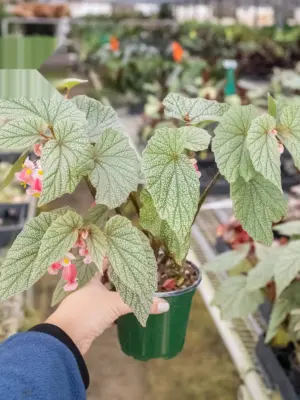 Begonia 'Frosty' — additional view