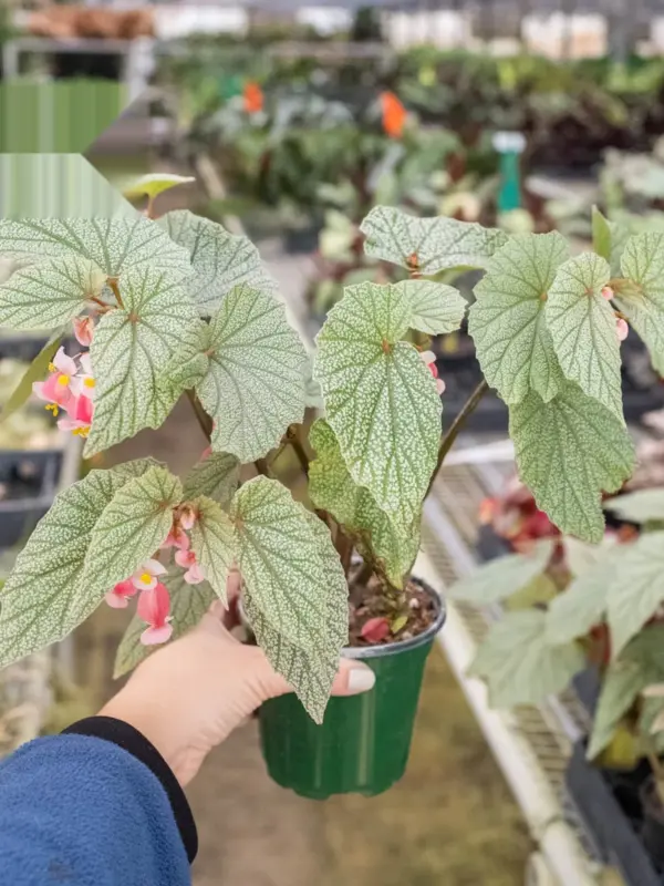 Begonia 'Frosty' — additional view