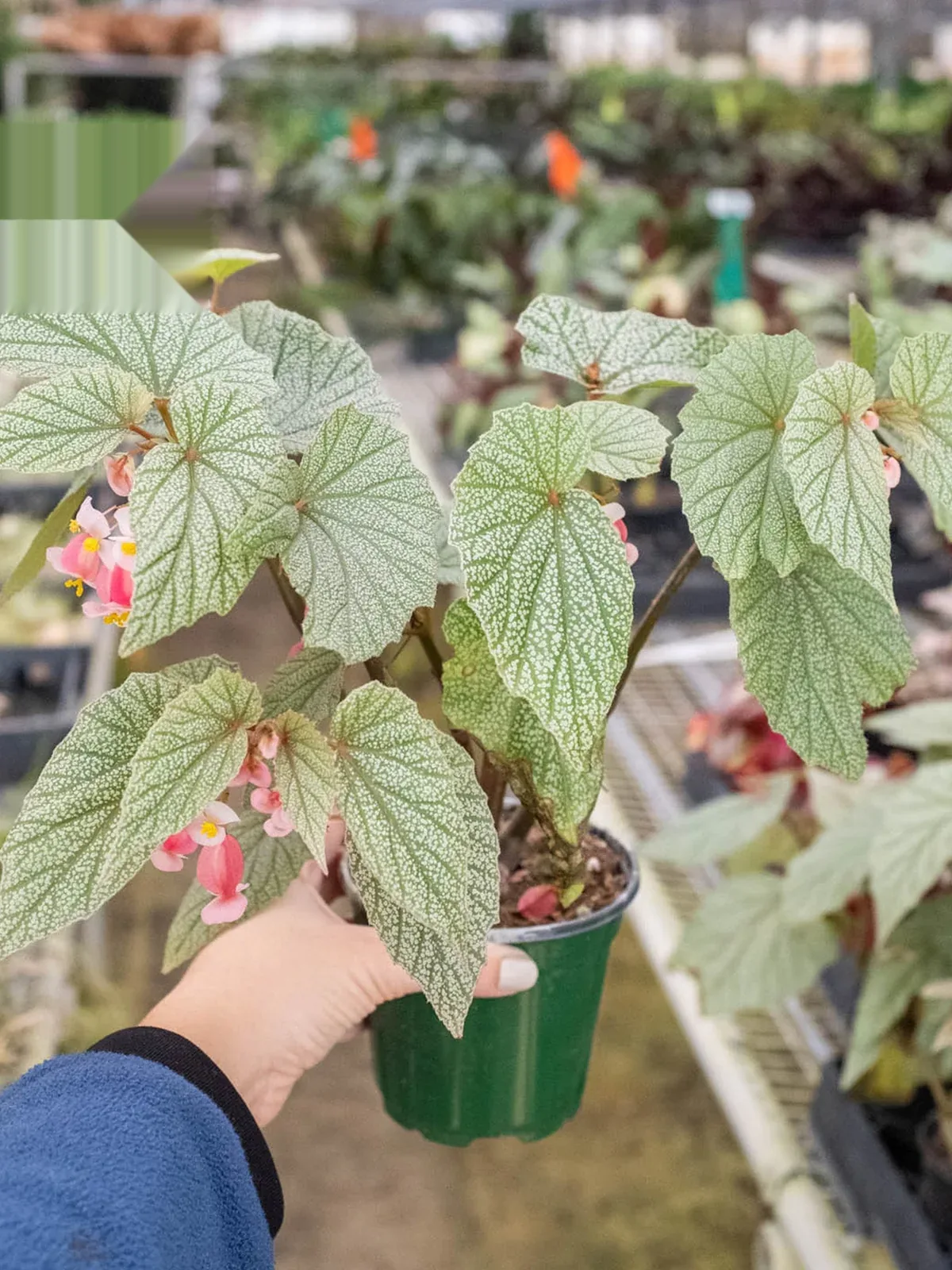 Begonia 