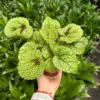 Begonia 'Iron Cross' houseplant