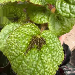 Begonia 'Iron Cross' — additional view