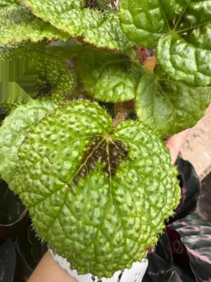 Begonia 'Iron Cross' — additional view