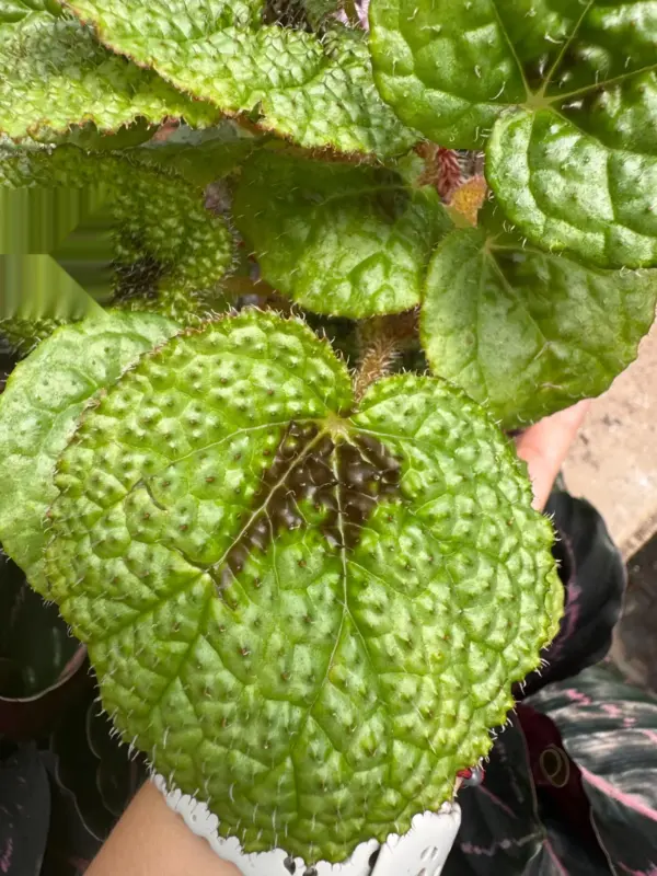 Begonia 'Iron Cross' — additional view