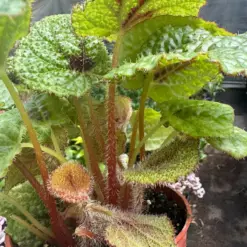 Begonia 'Iron Cross' — additional view