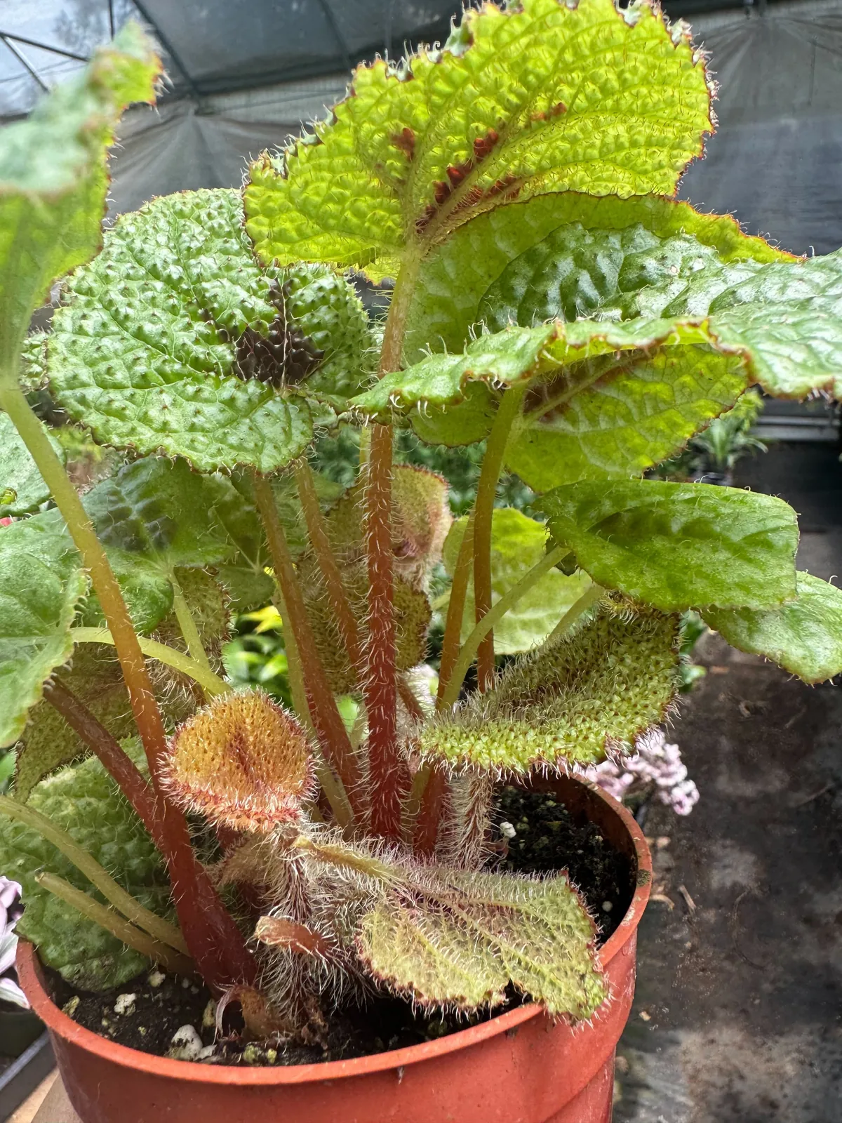 Begonia 