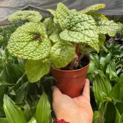 Begonia 'Iron Cross' — additional view