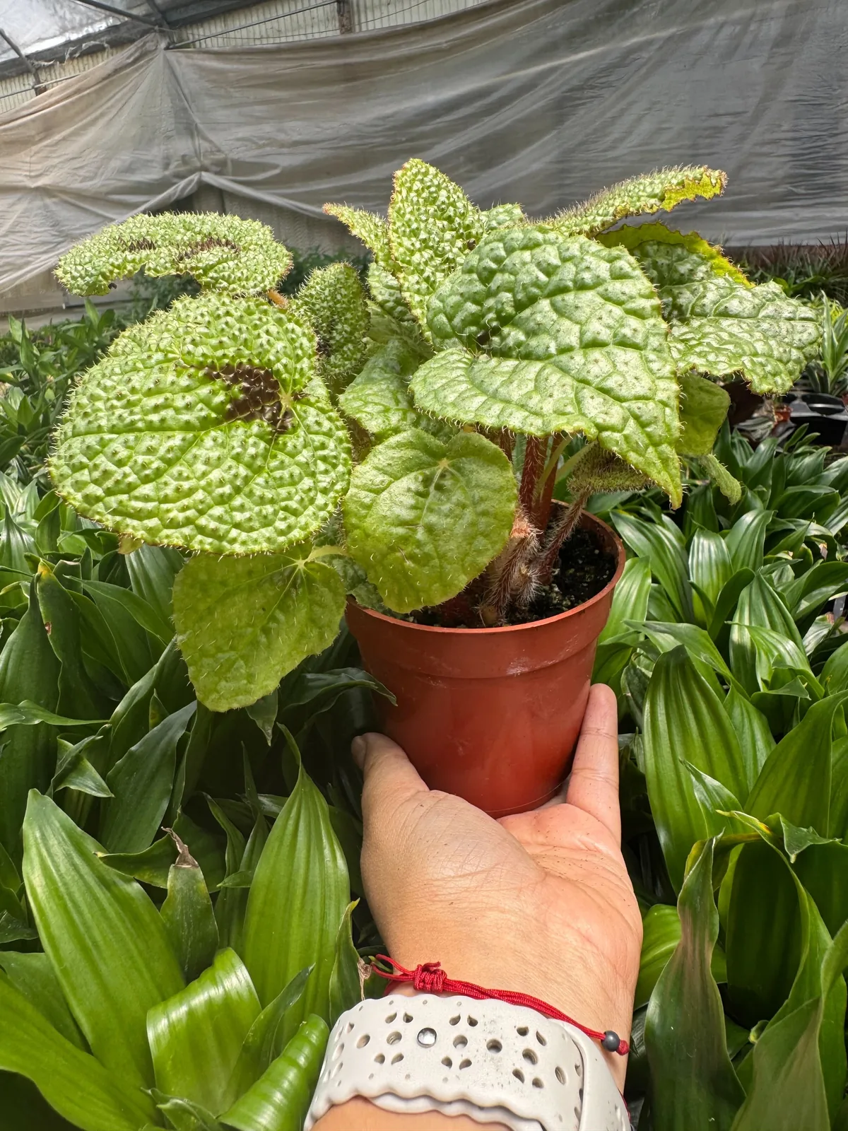 Begonia 