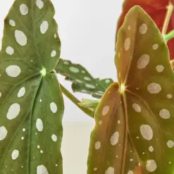 Begonia 'Maculata' houseplant