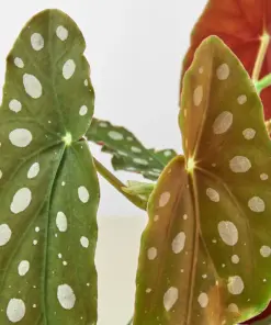 Begonia 'Maculata' houseplant