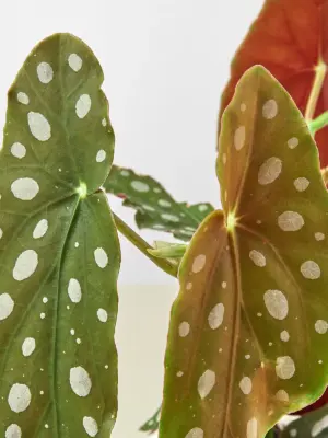 Begonia 'Maculata' houseplant