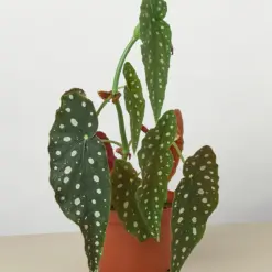 Begonia 'Maculata' — additional view