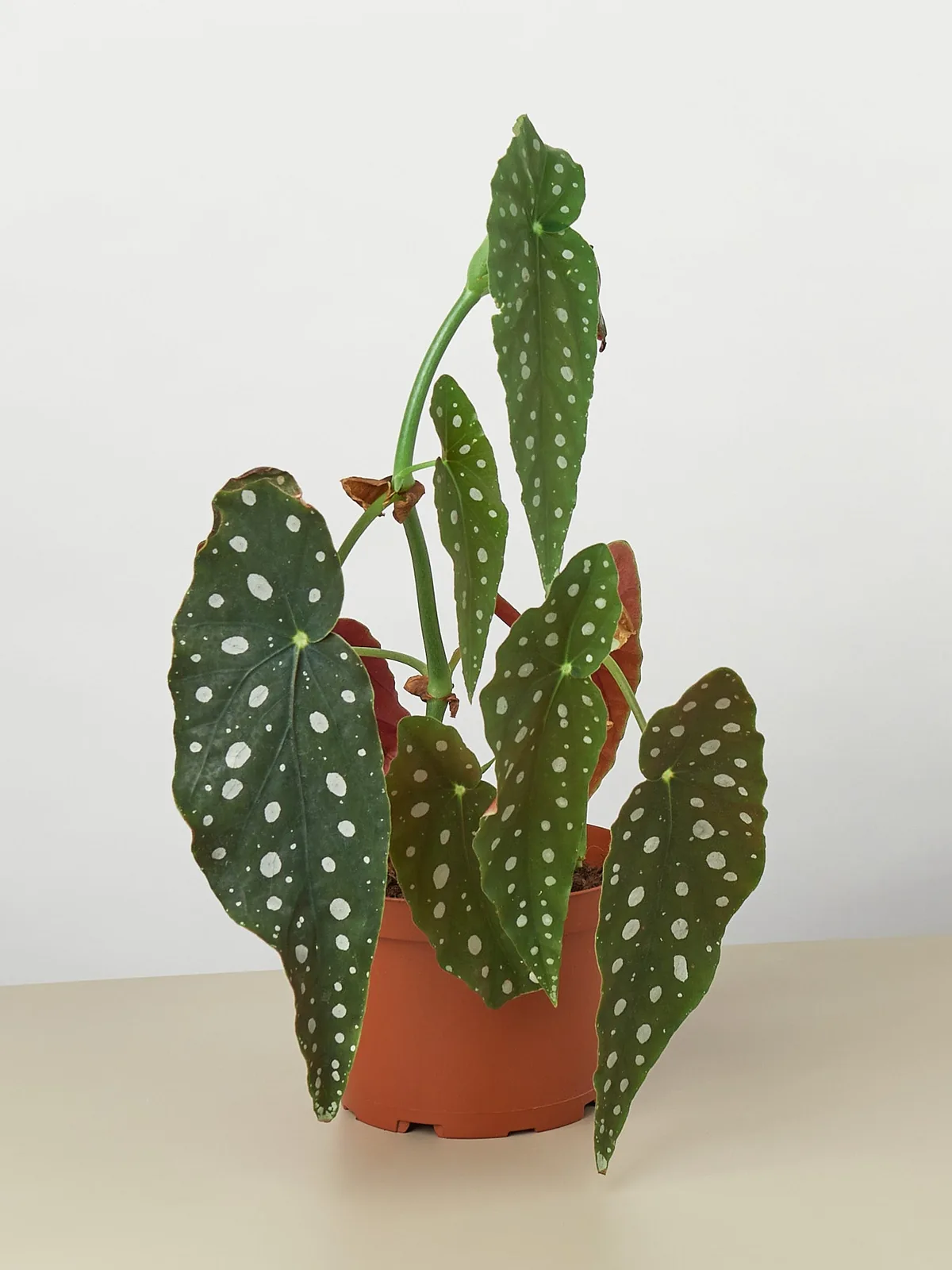 Begonia 