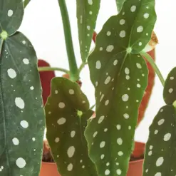 Begonia 'Maculata' — additional view
