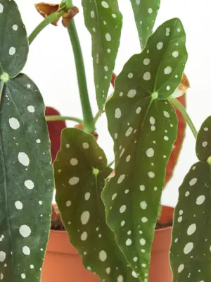 Begonia 'Maculata' — additional view