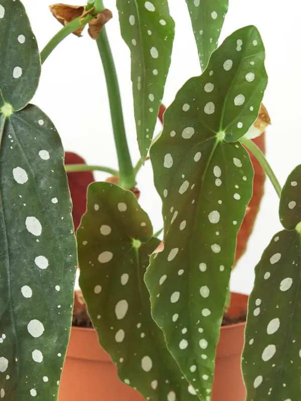 Begonia 'Maculata' — additional view