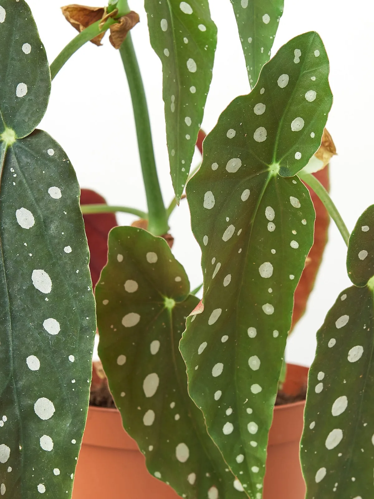 Begonia 