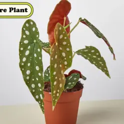 Begonia 'Maculata' — additional view