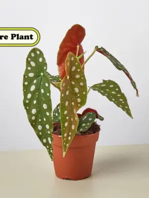 Begonia 'Maculata' — additional view