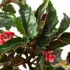 Begonia 'Miss Milly' houseplant