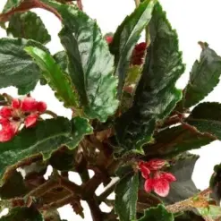 Begonia 'Miss Milly' houseplant