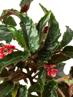 Begonia 'Miss Milly' houseplant