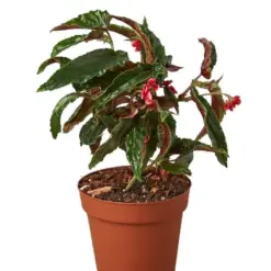 Begonia 'Miss Milly' — additional view