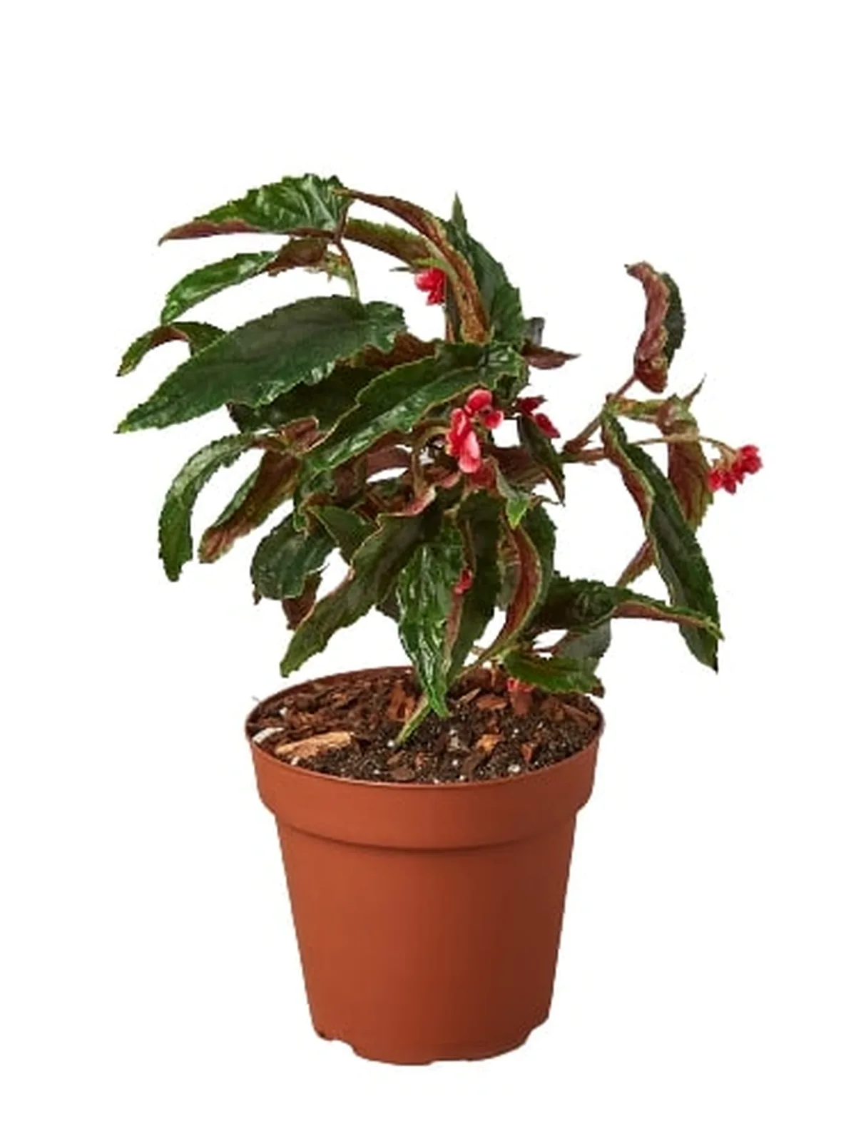Begonia 