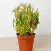 Begonia 'Pink Spotted' houseplant