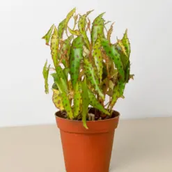 Begonia 'Pink Spotted' houseplant
