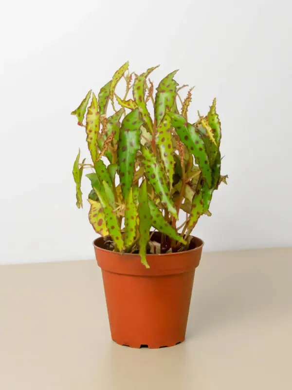 Begonia 'Pink Spotted' houseplant