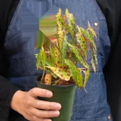 Begonia 'Pink Spotted' — additional view