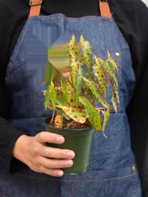 Begonia 'Pink Spotted' — additional view