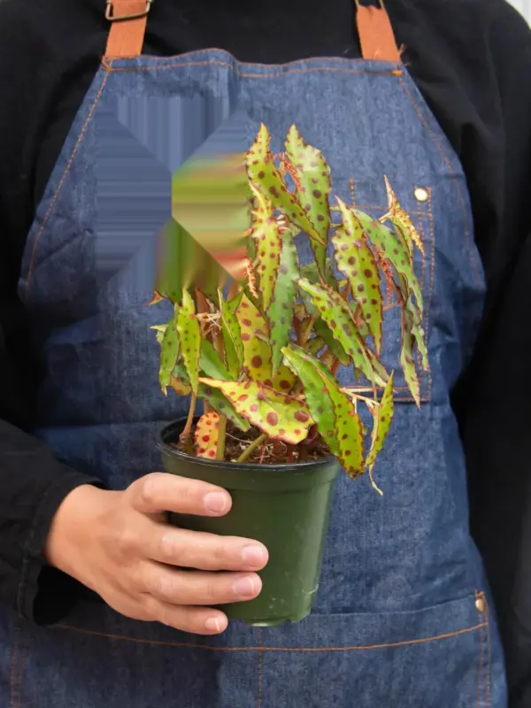 Begonia 'Pink Spotted' — additional view
