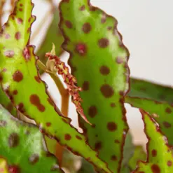 Begonia 'Pink Spotted' — additional view