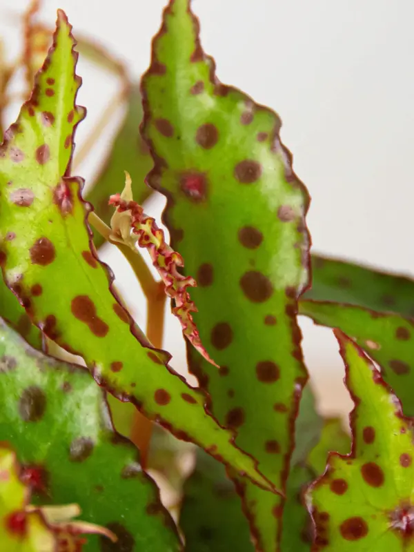 Begonia 'Pink Spotted' — additional view