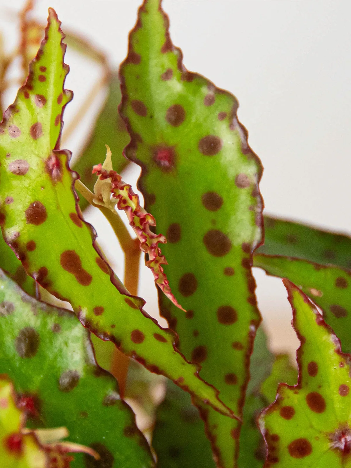 Begonia 