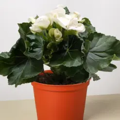 Begonia 'Reiger' Orange — additional view