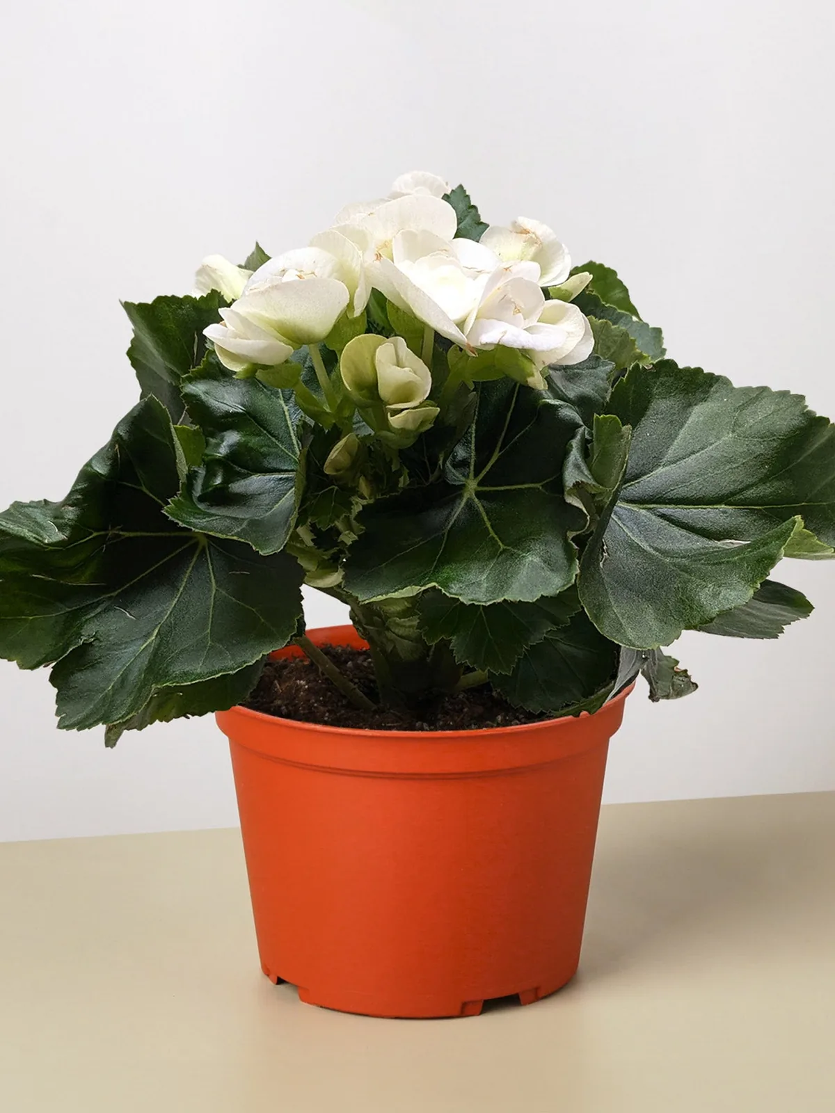 Begonia 