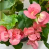Begonia 'Reiger' Pink houseplant