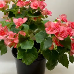 Begonia 'Reiger' Pink — additional view