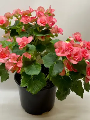 Begonia 'Reiger' Pink — additional view
