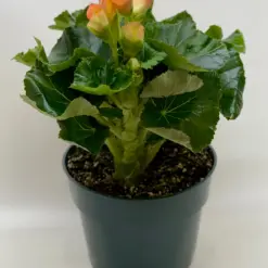 Begonia 'Reiger' Pink — additional view