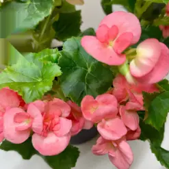 Begonia 'Reiger' Red houseplant