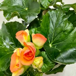 Begonia 'Reiger' Red — additional view