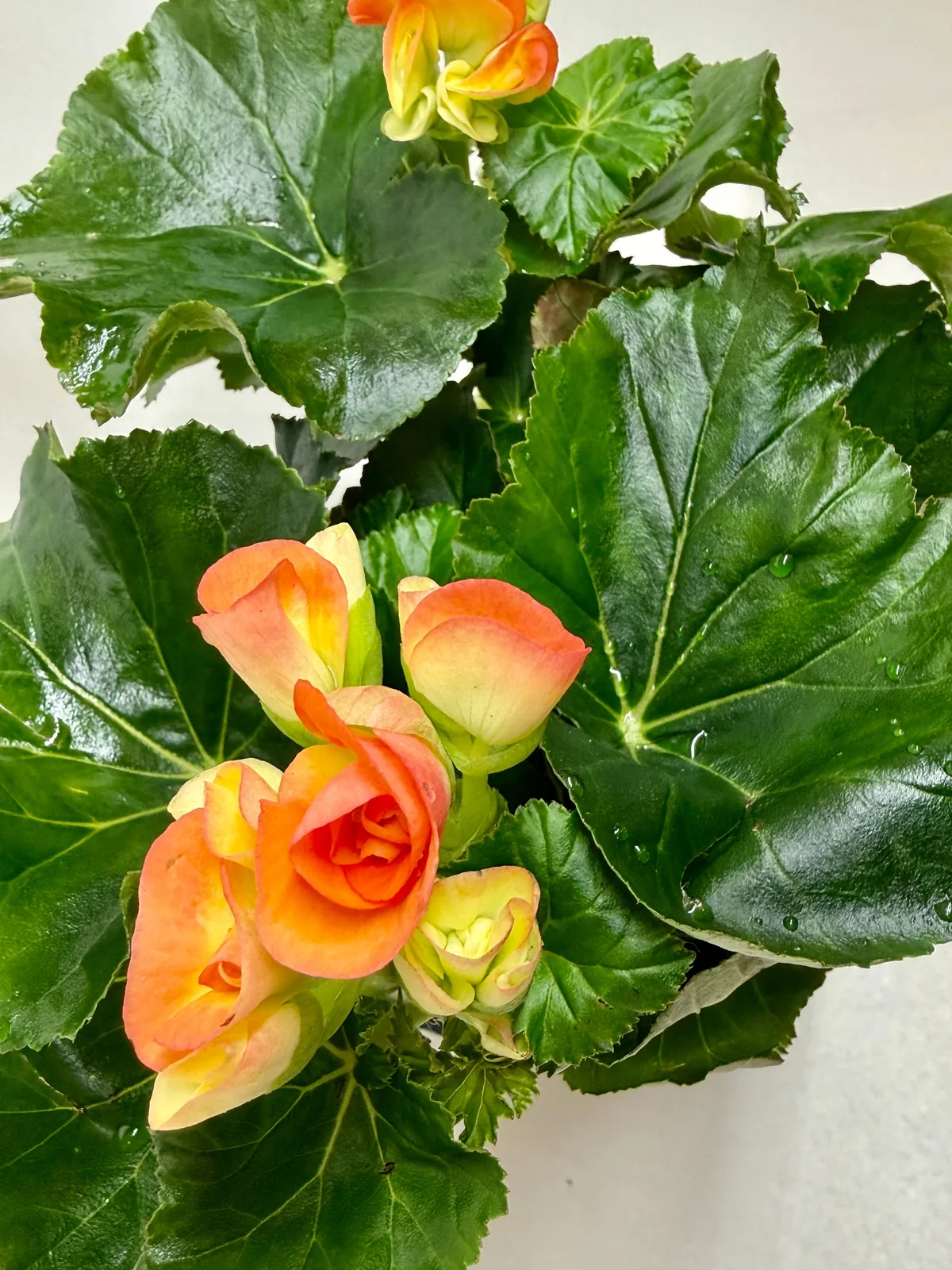 Begonia 