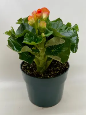 Begonia 'Reiger' Red — additional view